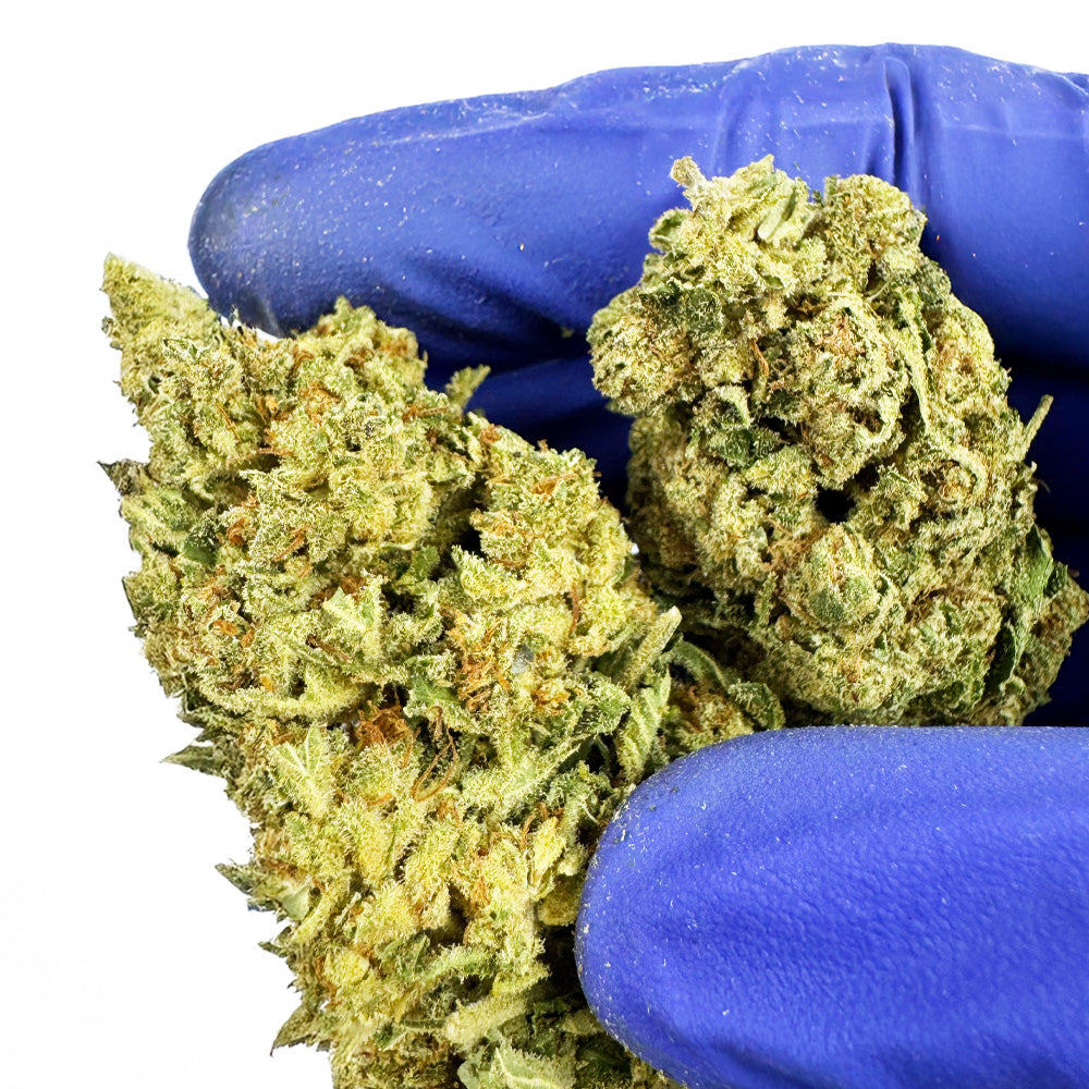 Gasolina CBD - Indoor