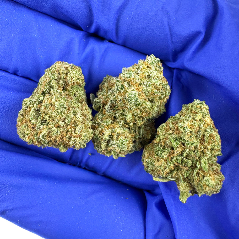 Small buds HQ Limo - Indoor