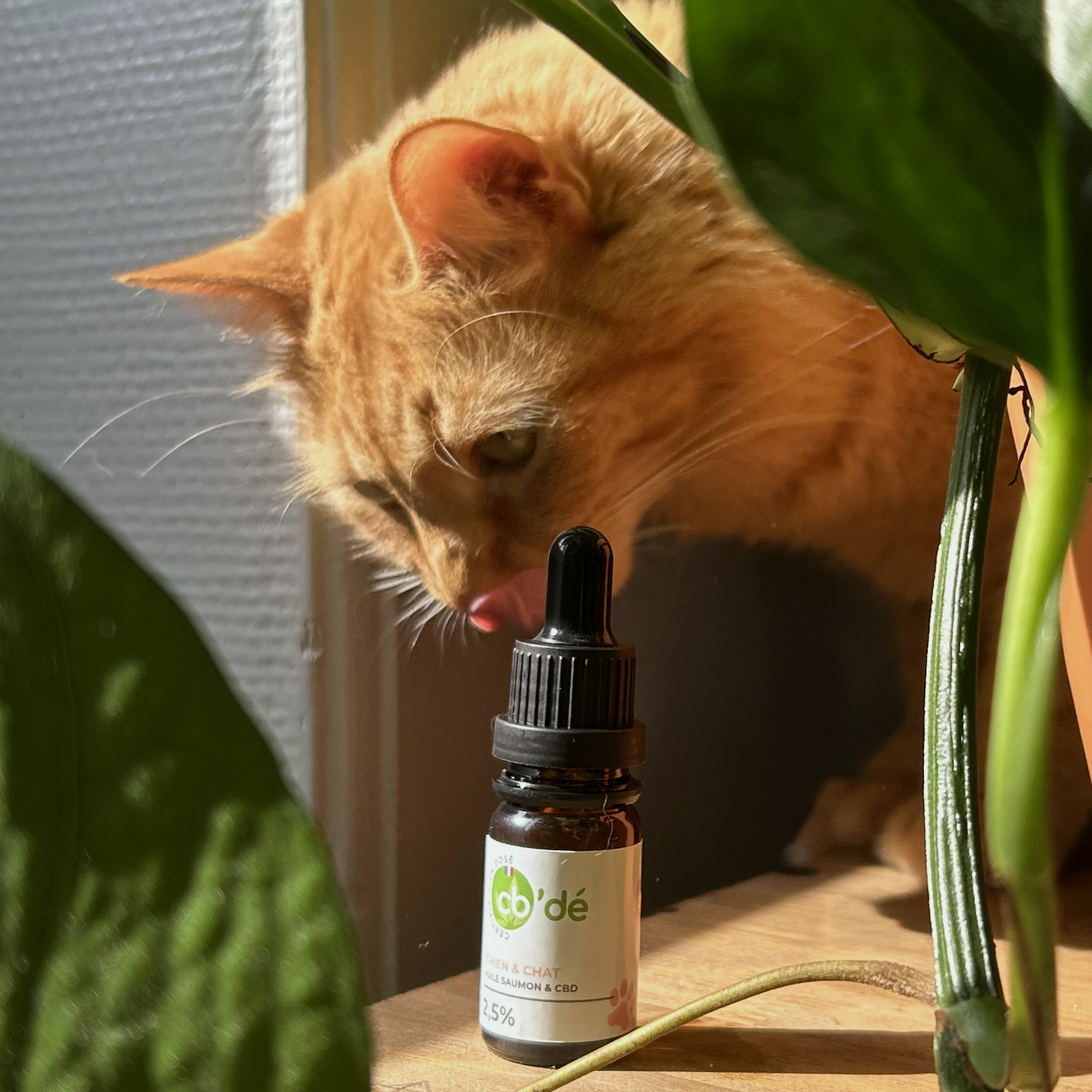 Chat qui renifle de l'huile au CBD pour animaux