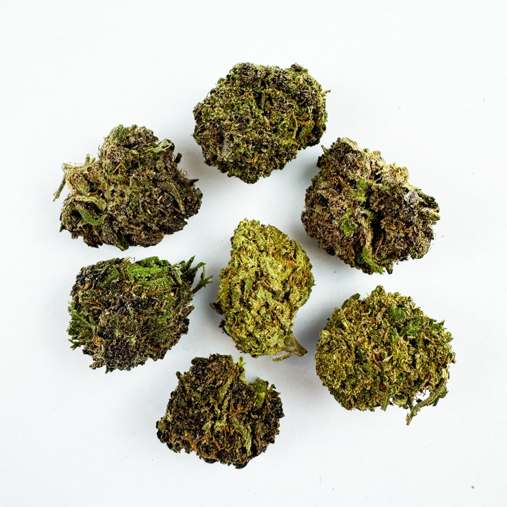 Small buds Purple Snowman - Hybride