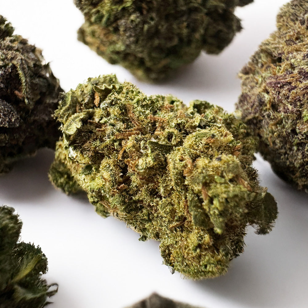 Small buds Purple Snowman - Hybride