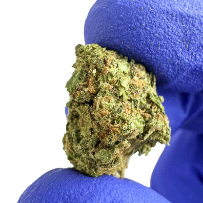 Small buds Blueberry Muffin #B2 - Indoor