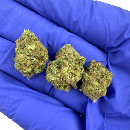 Small buds Blueberry Muffin #B2 - Indoor