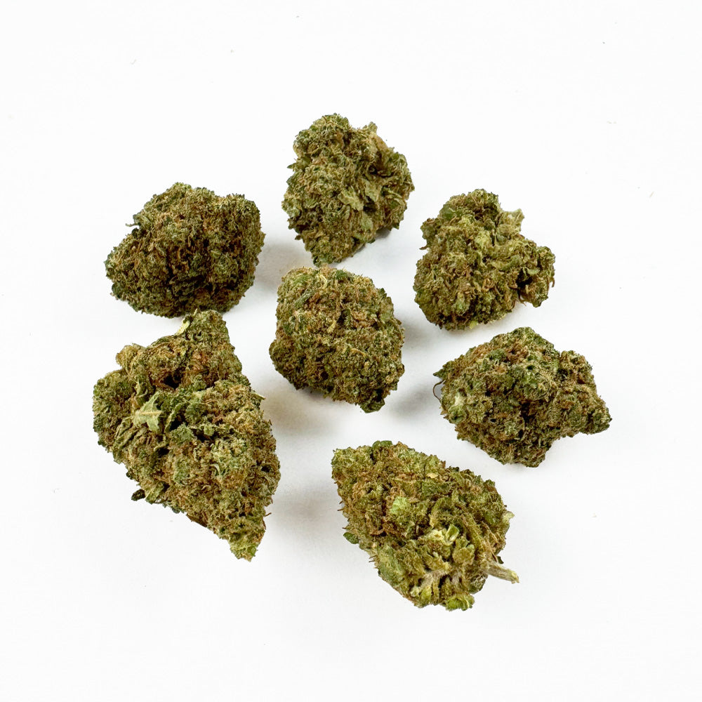 Small buds Blueberry Muffin - Indoor