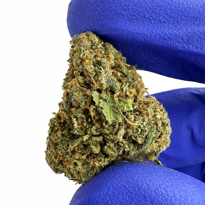 Medium buds Blueberry Muffin - Indoor