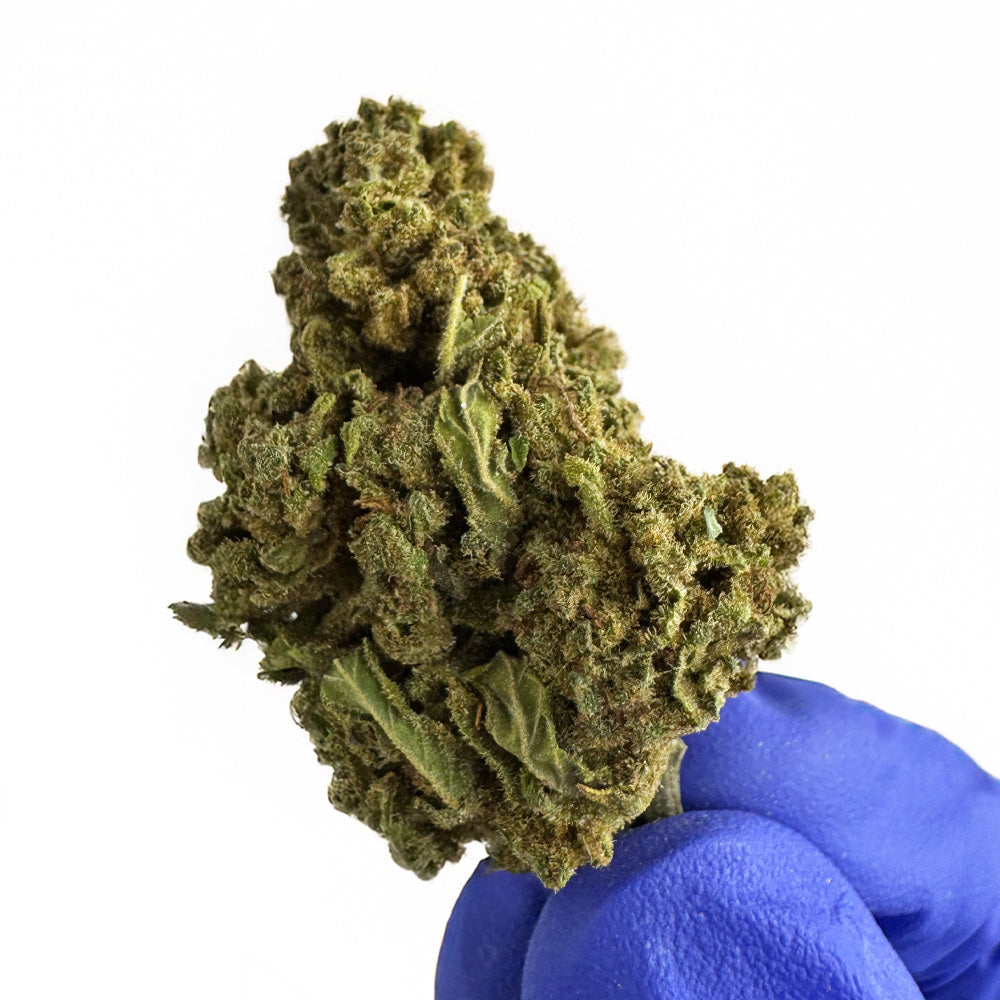 Bubblegum - Greenhouse