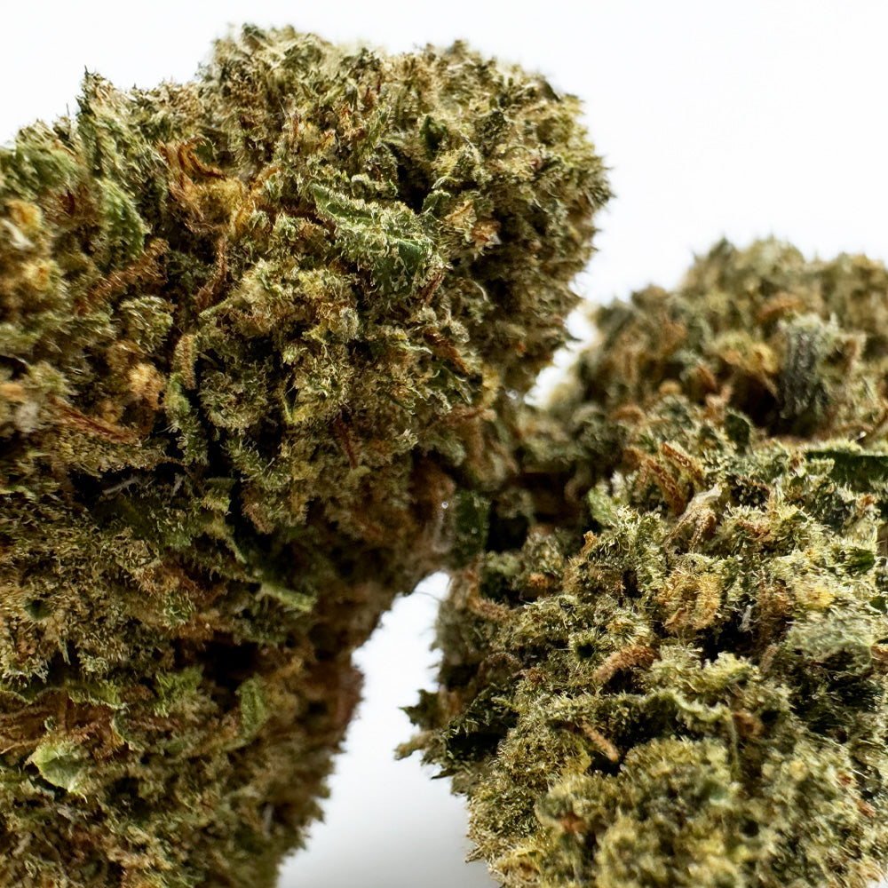 Cake Berry - Hybride US