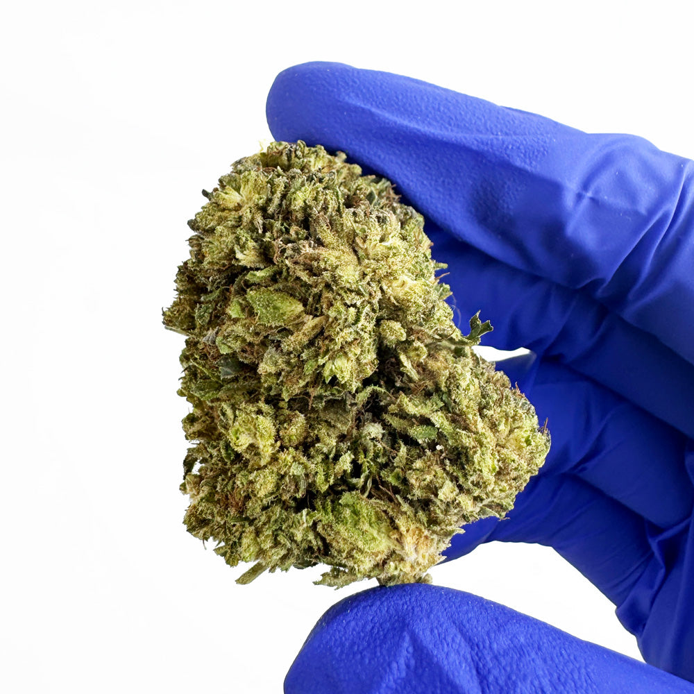 Critical - Hybride USA — photo 4