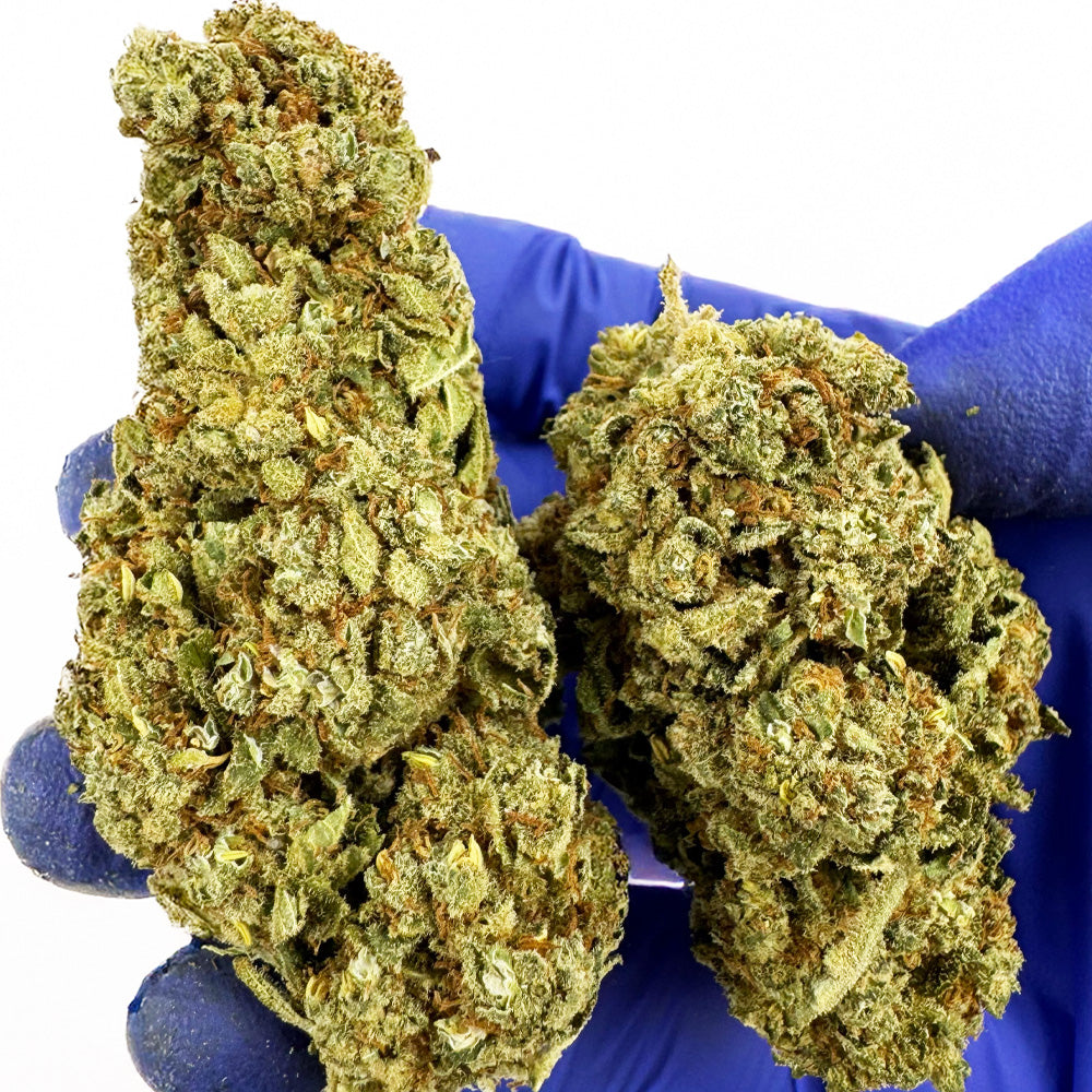 Citrus OG - Indoor — photo 7