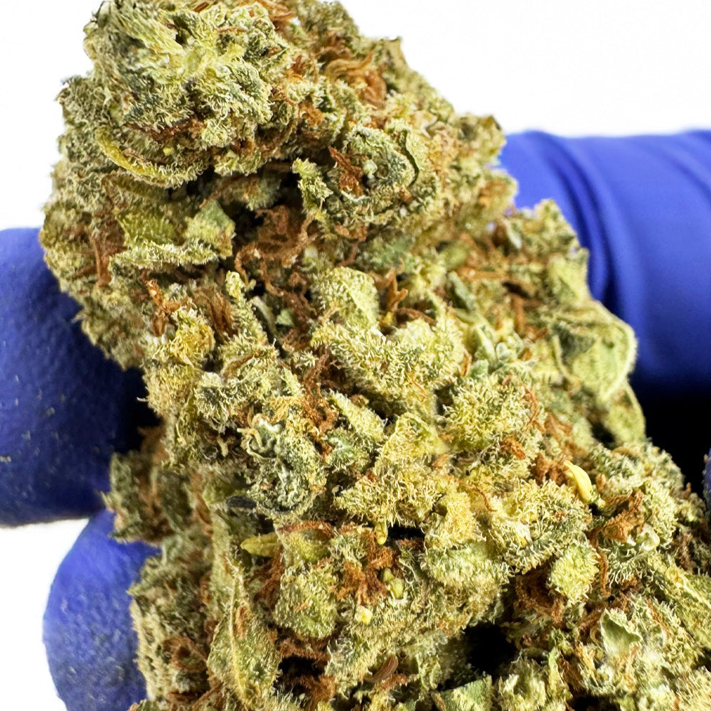 Citrus OG - Indoor — photo 8