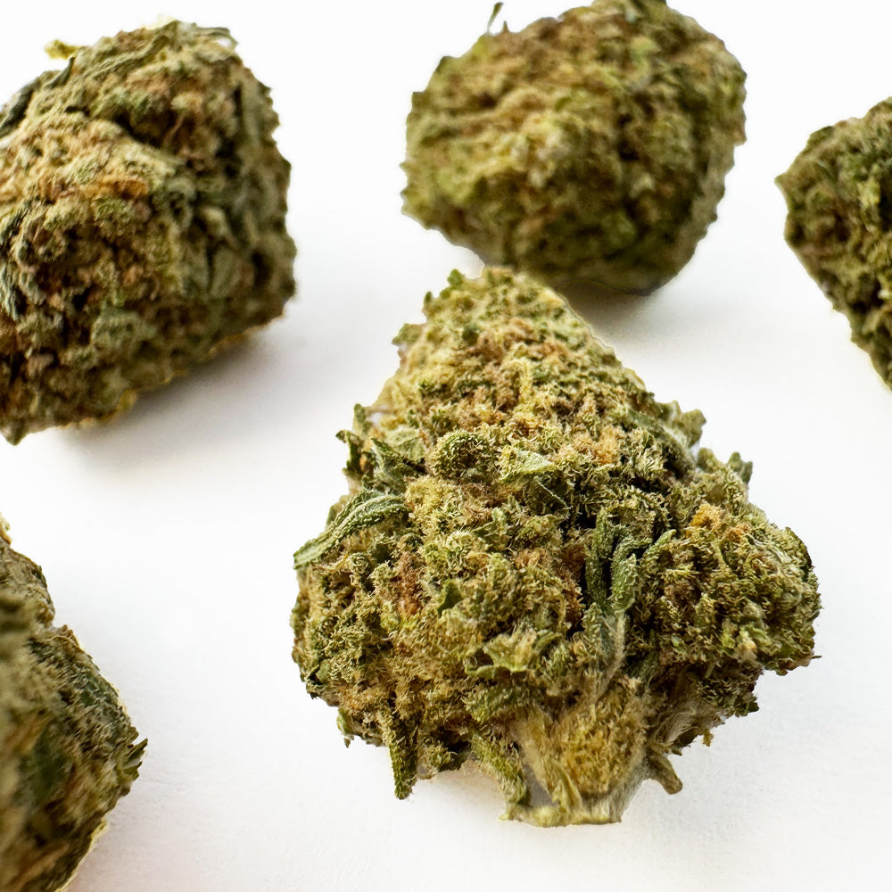 Medium buds GP3 B2 - Indoor — photo 2
