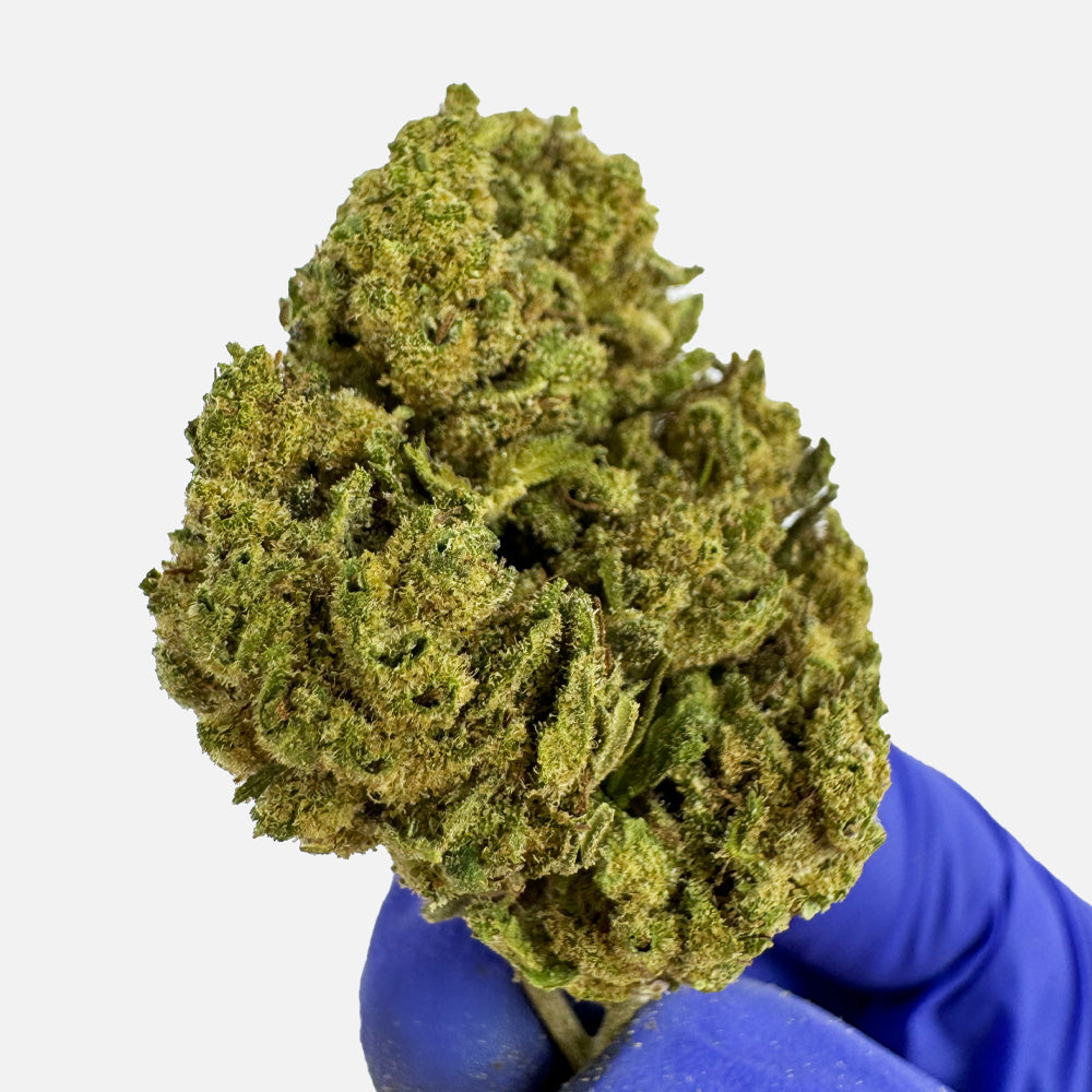 Gorilla Glue - Greenhouse