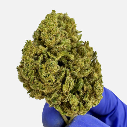 Gorilla Glue - Greenhouse