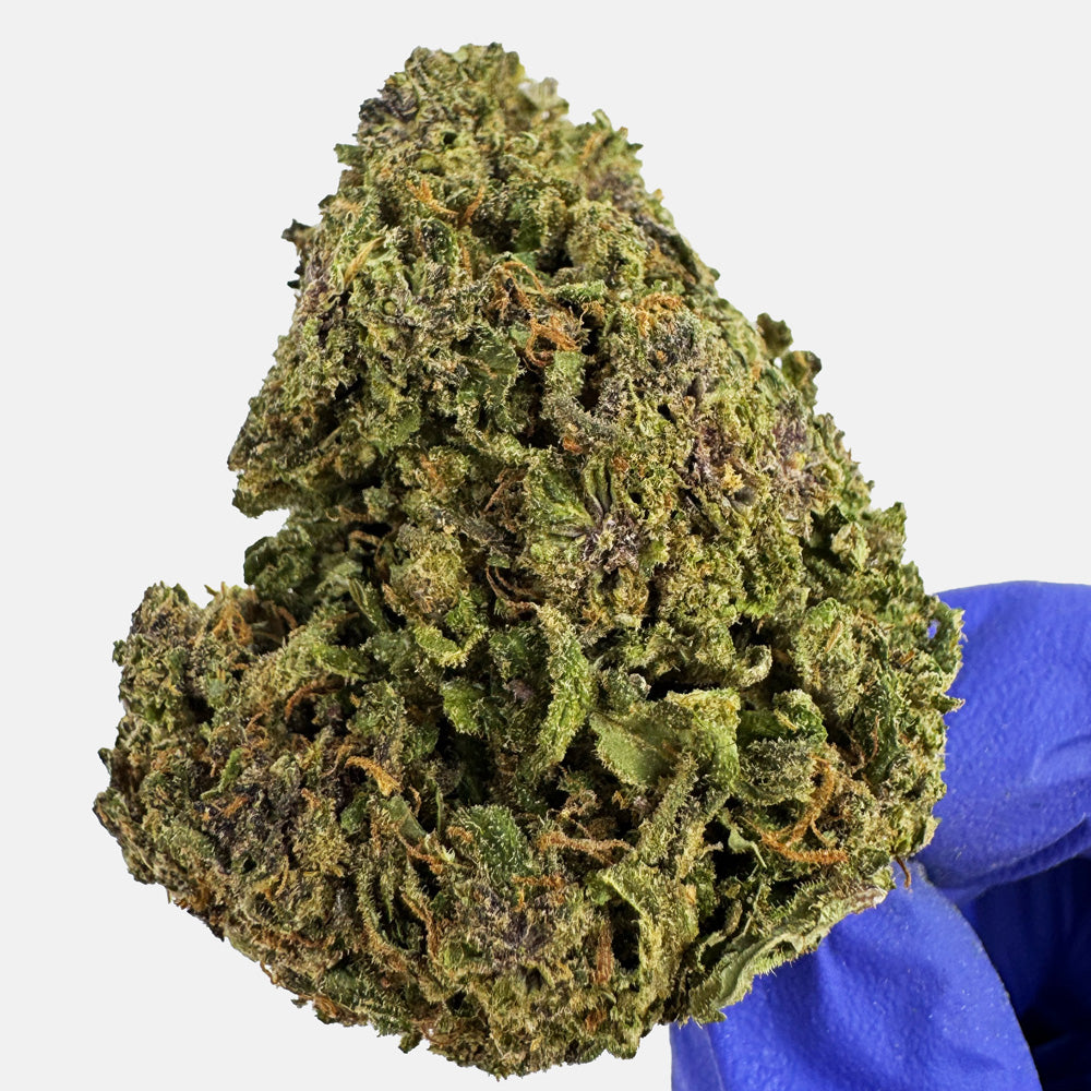 Purple Snowman - Hybride USA