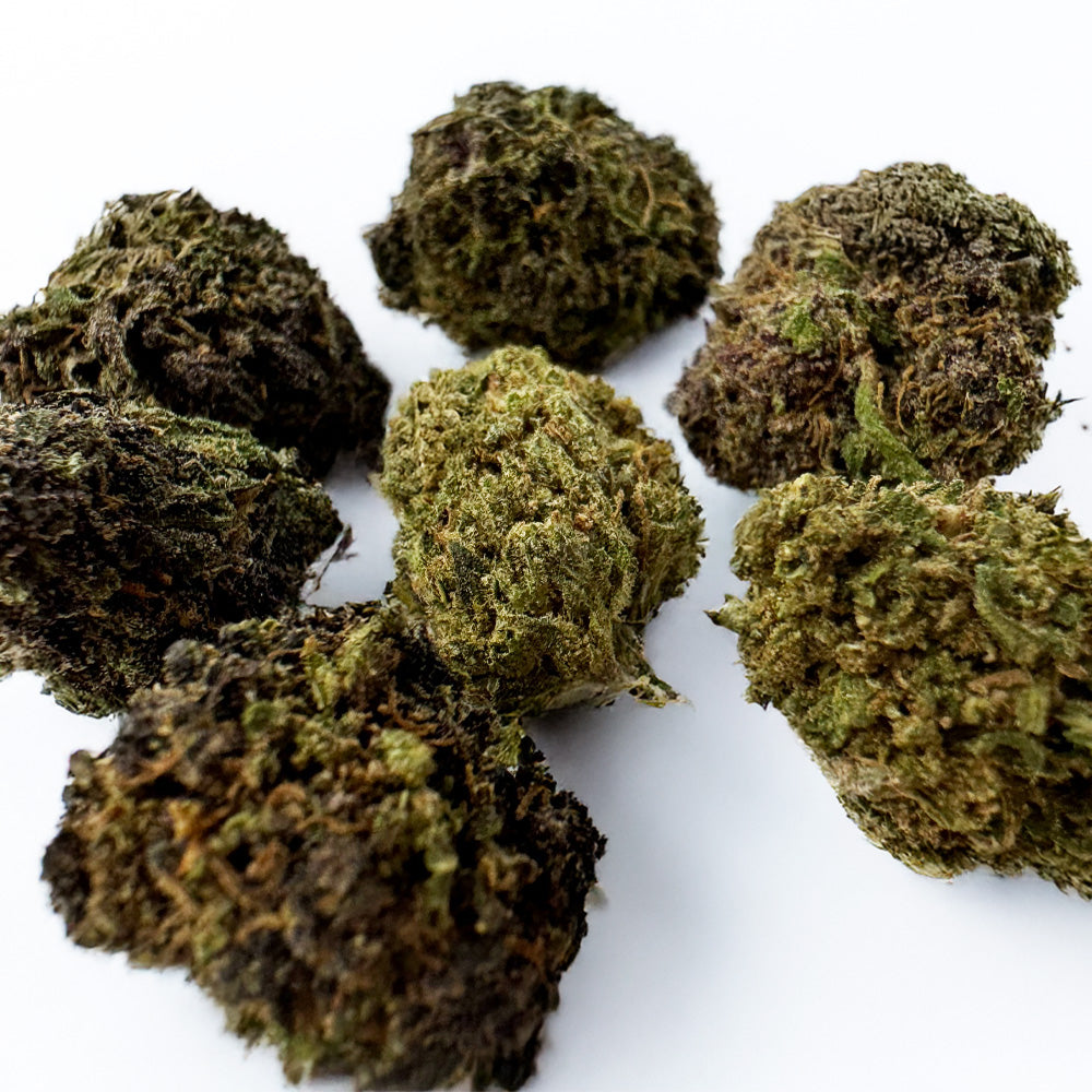 Small buds Purple Snowman - Hybride