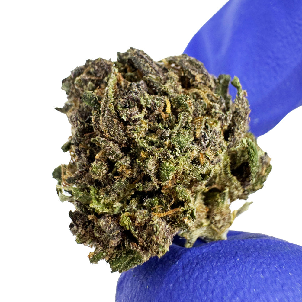 Small buds Purple Snowman - Hybride