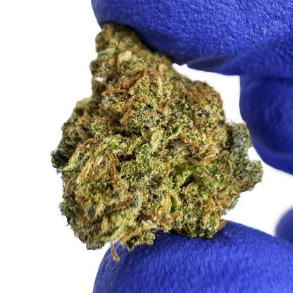 Small buds Sunset Sherbet - Indoor