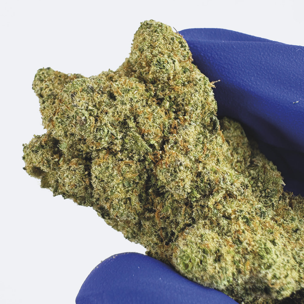 Watermelon CBD - Hydroponique Cali