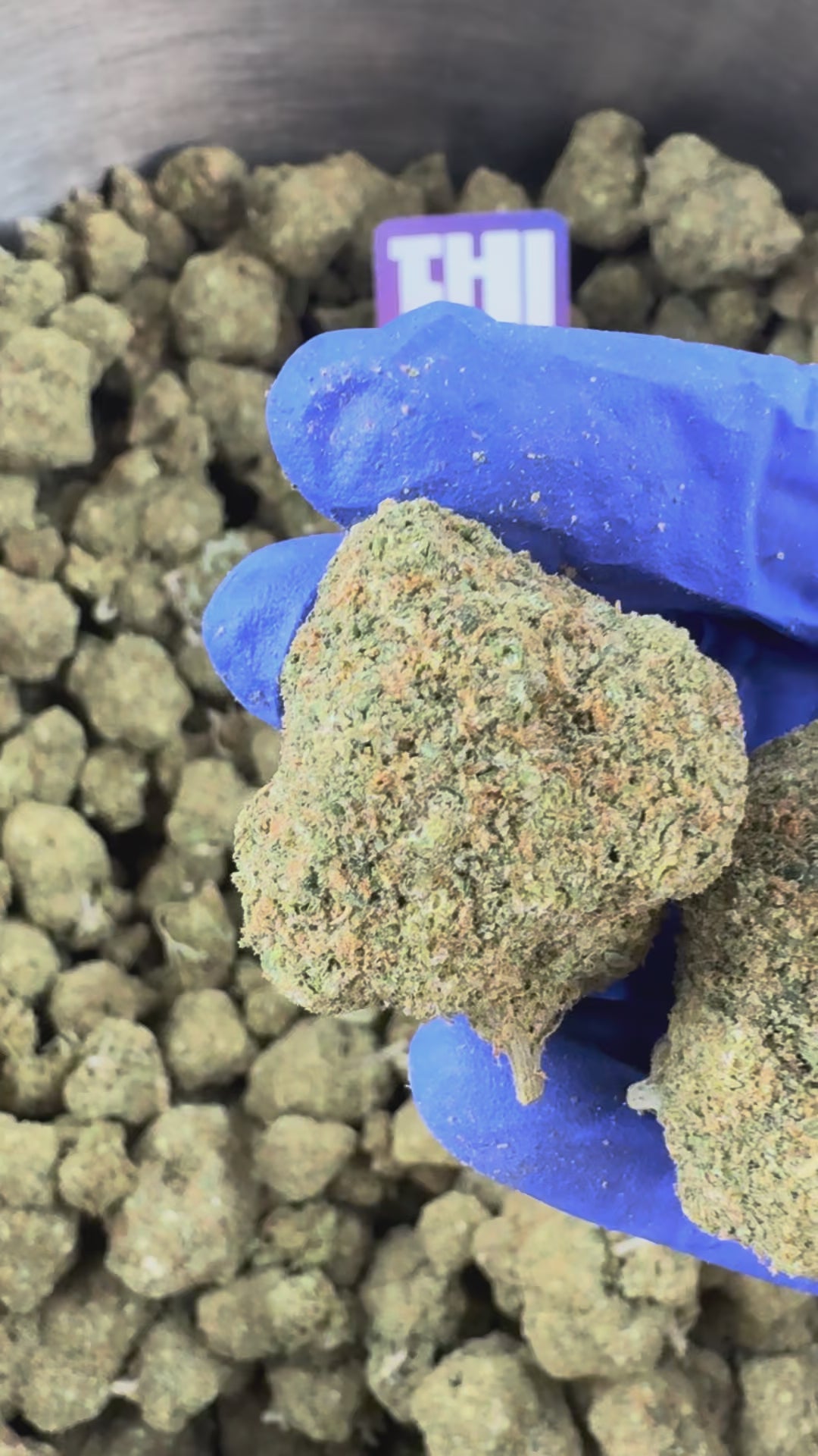 Charger la vidéo: Rainbow X GP3 CBD - Indoor — vidéo de présentation