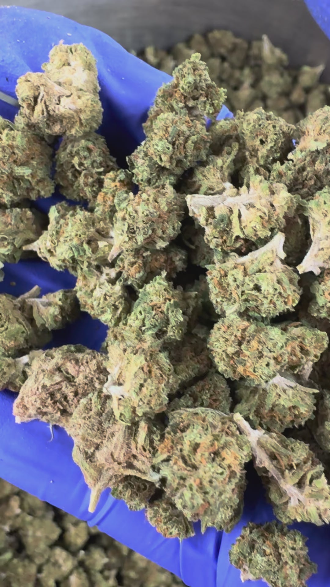 Charger la vidéo: Medium buds Strawberry - Glasshouse — vidéo de présentation