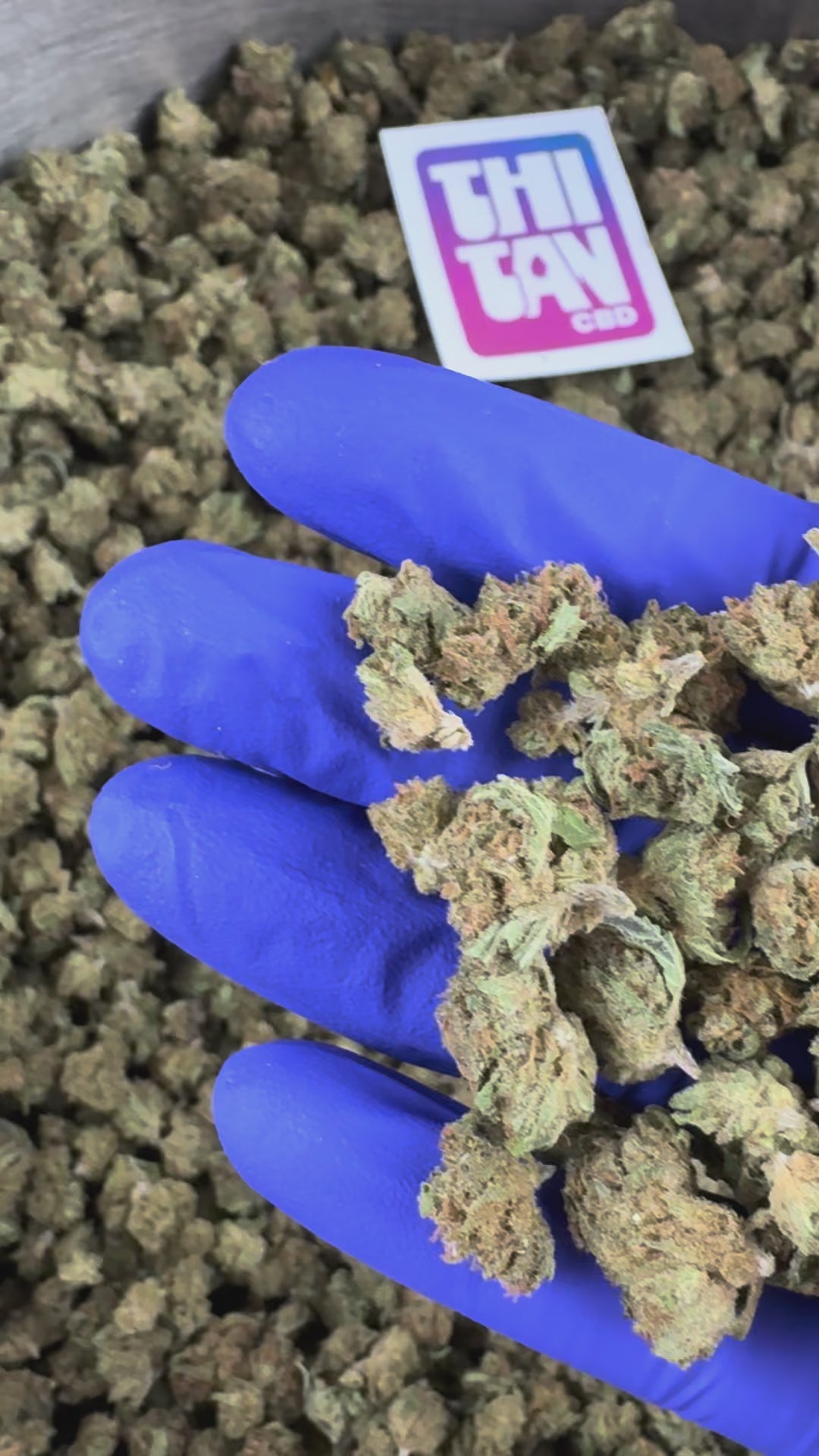 Charger la vidéo: Vidéo de présentation des Small Buds de Critical Berries Hybride USA