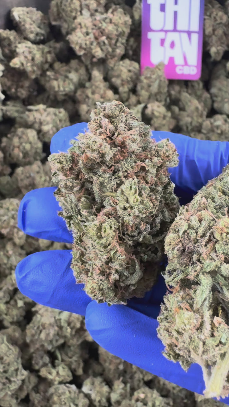 Skunk Jam — vidéo de présentation