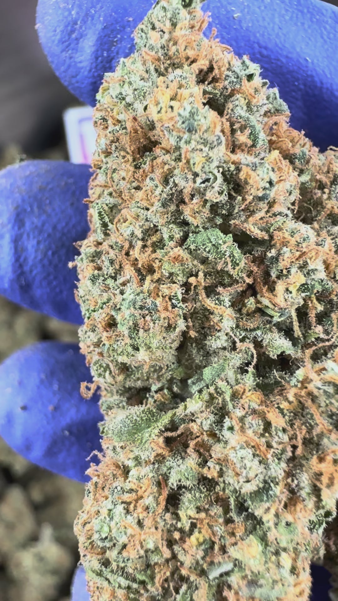 Charger la vidéo: Vidéo de présentation de la Blueberry Muffin Indoor