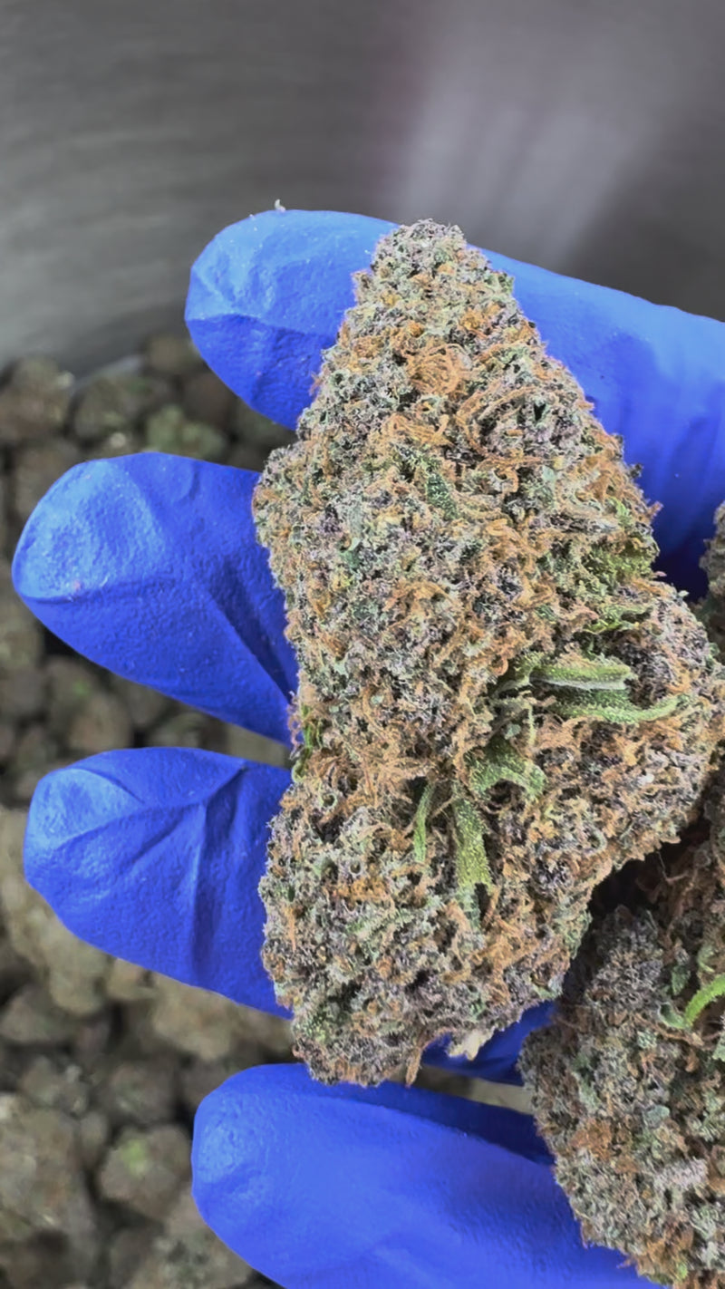 Glazzy Grape - Indoor Elite USA — vidéo de présentation