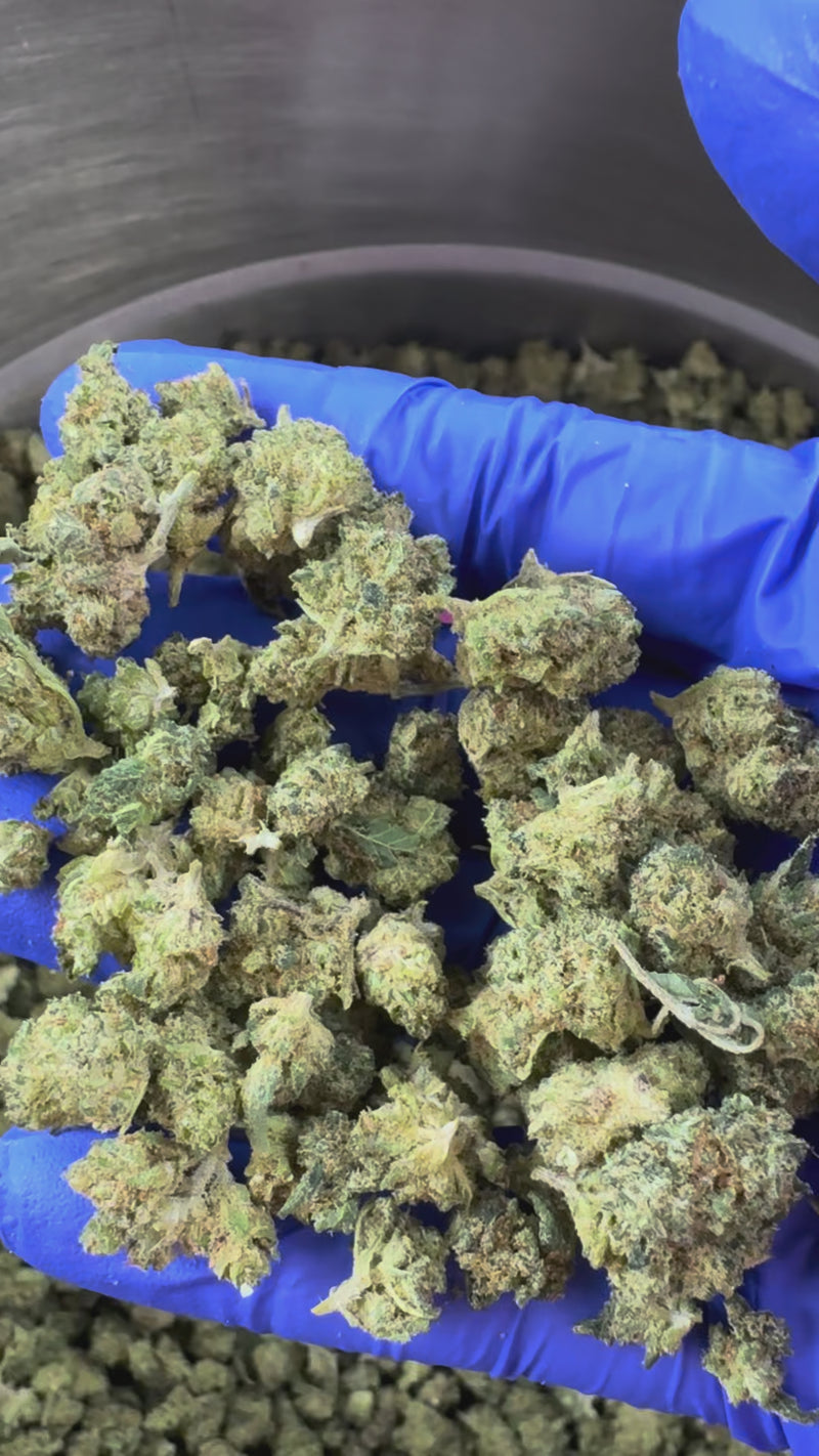 Small buds Lemon Garlic - Indoor Elite USA — vidéo de présentation