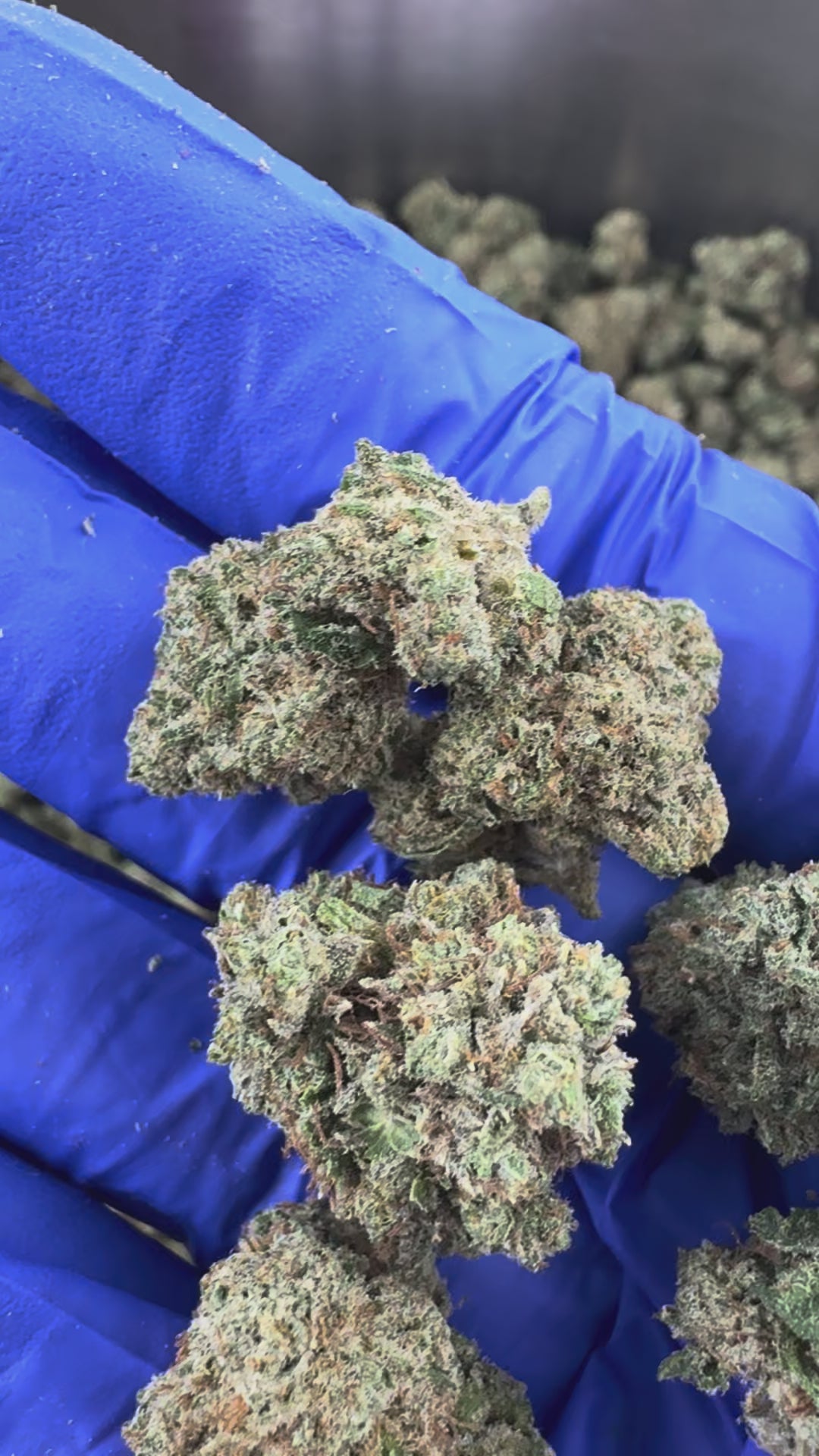 Charger la vidéo: Medium buds Guava Kush - Indoor — vidéo de présentation