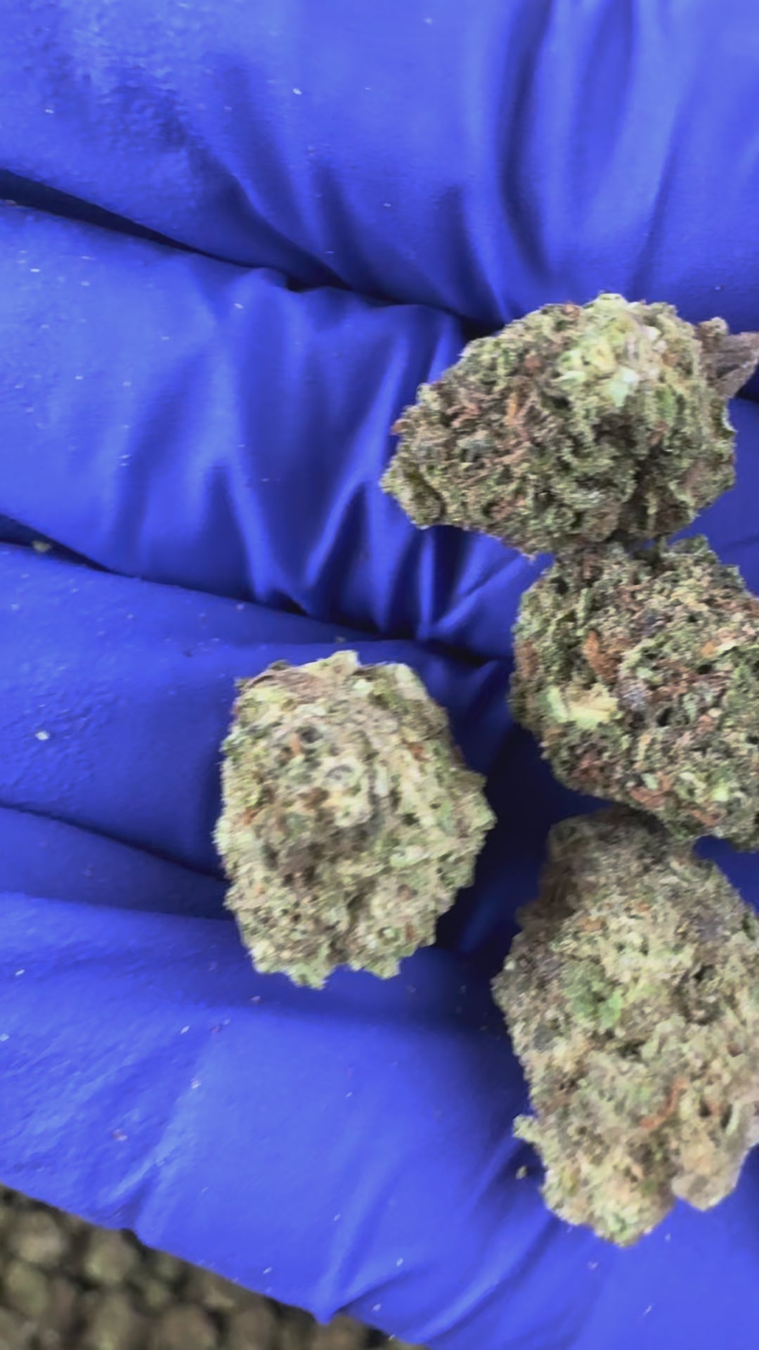 Charger la vidéo: Vidéo de présentation des Small Buds Blueberry Muffin #B2 CBD Indoor