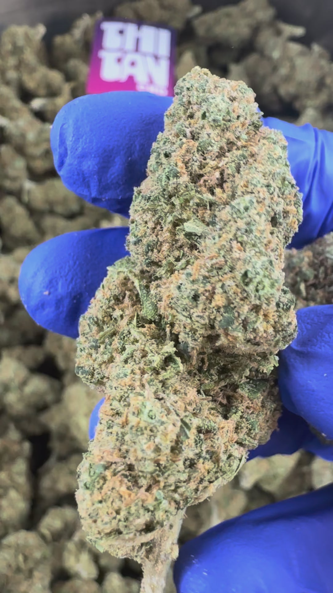 Charger la vidéo: Medium buds Blueberry Muffin — vidéo de présentation