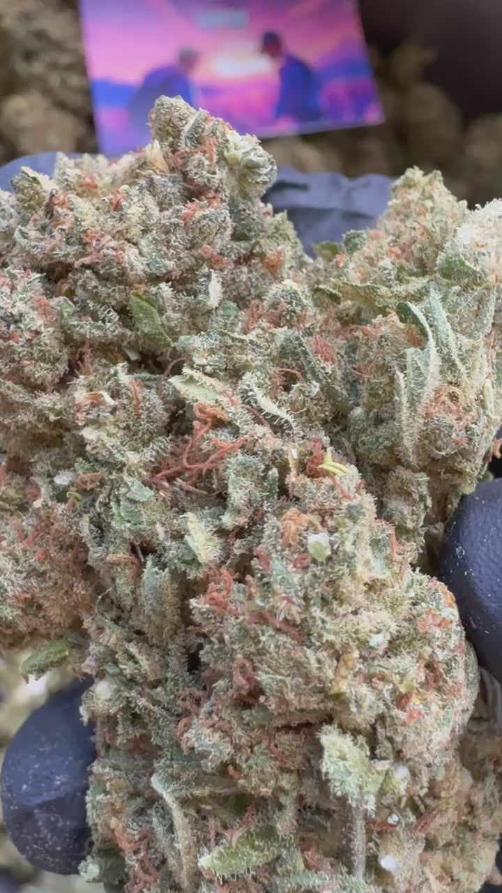 Citrus OG - Indoor — vidéo de présentation