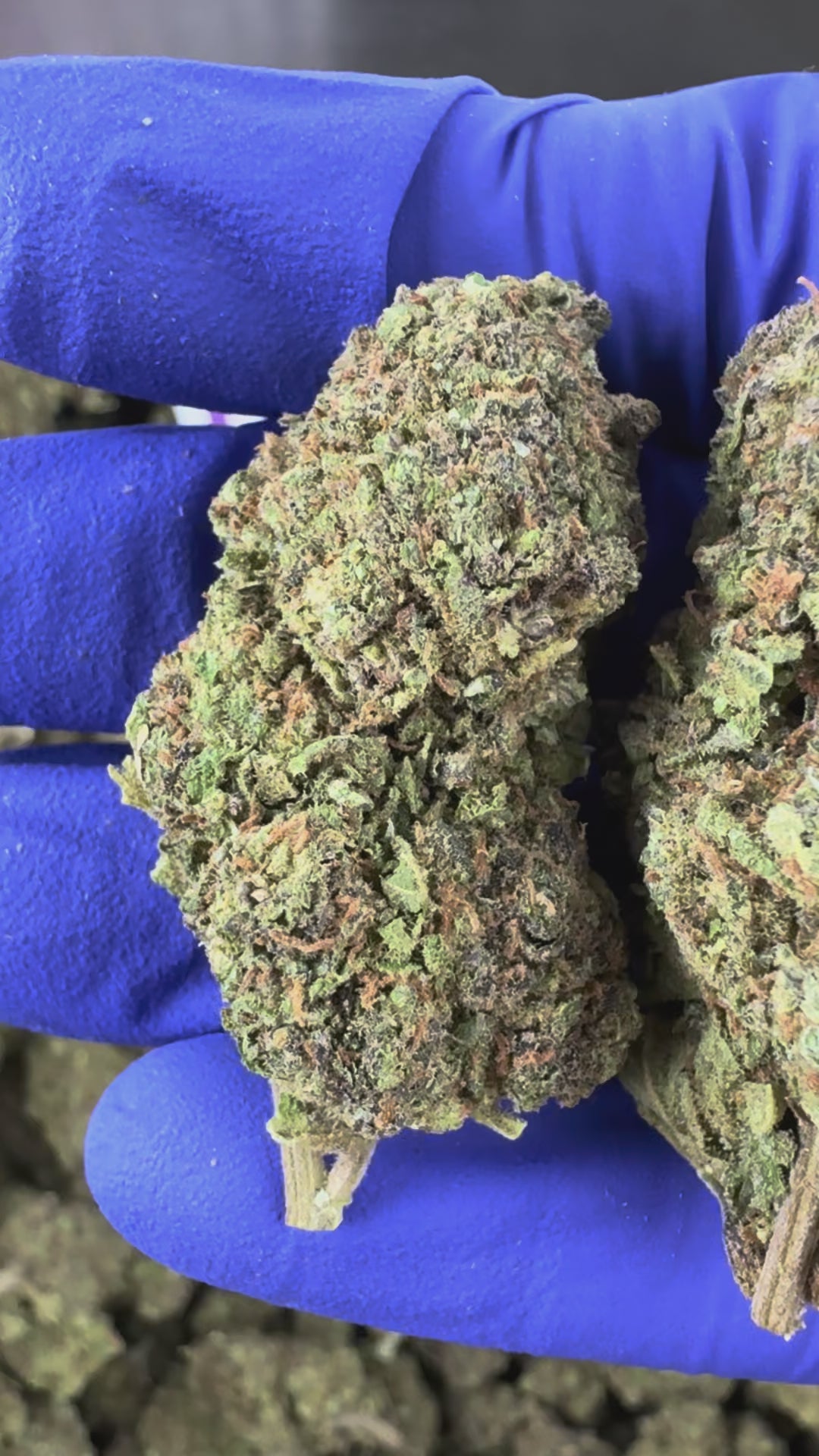 Charger la vidéo: Vidéo de présentation de la Blueberry Muffin #B2 Indoor