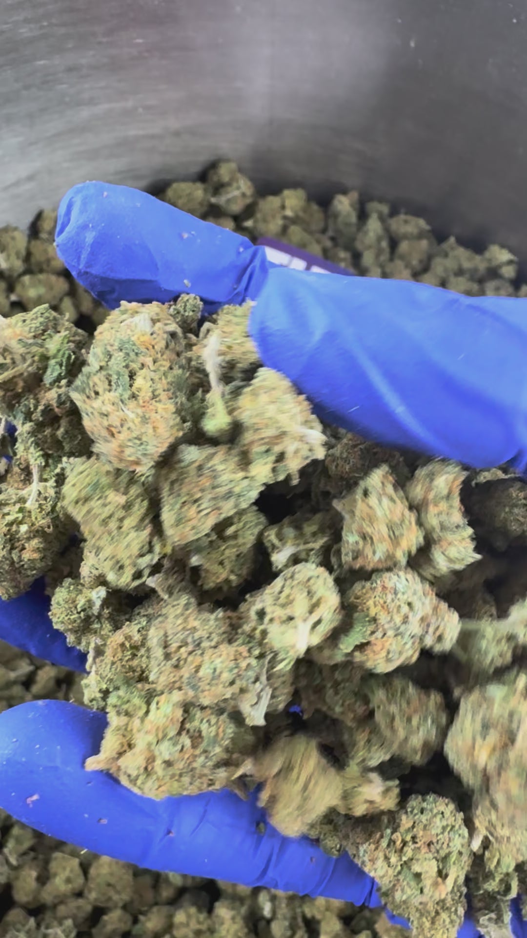 Charger la vidéo: Small buds Blueberry Muffin — vidéo de présentation